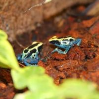 Emerald Isle Reptiles ico