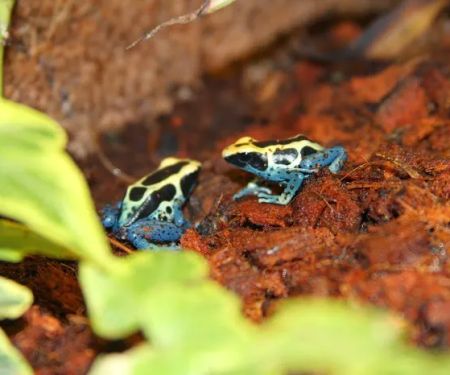 Emerald Isle Reptiles