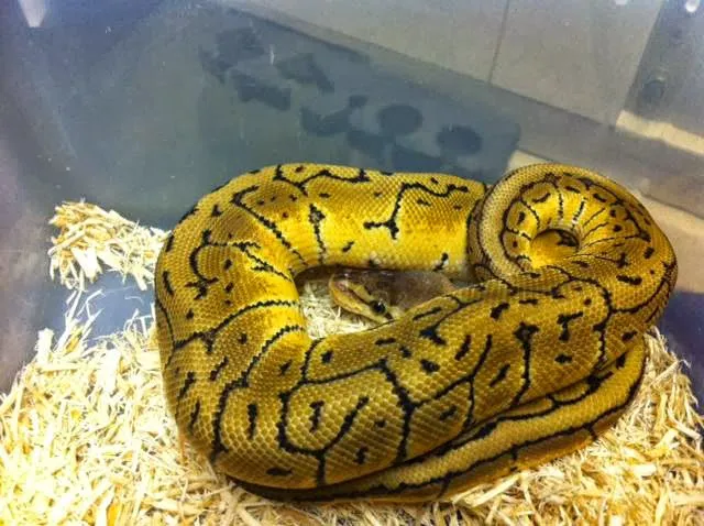 Emerald Isle Reptiles Picture 2