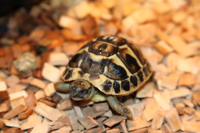 Emerald Isle Reptiles Picture 3