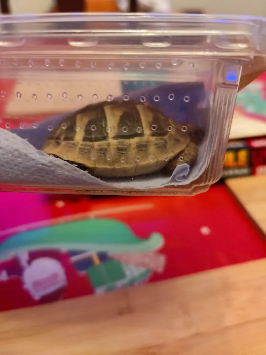 Emerald Isle Reptiles Picture 5