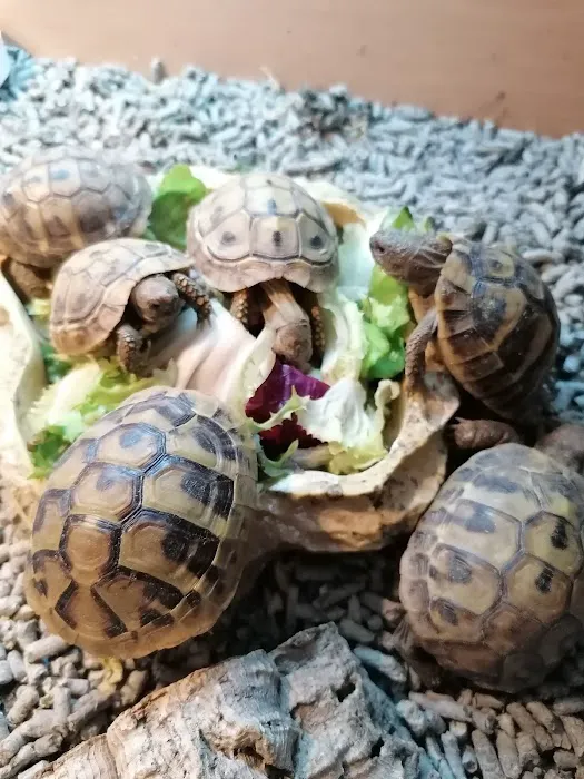 Madd Pets & Reptiles Picture 8