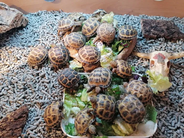 Madd Pets & Reptiles Picture 10