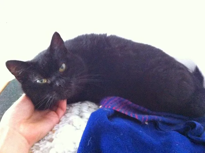 Valley Lodge Cattery Picture 4