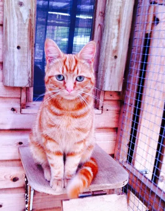 Valley Lodge Cattery Picture 1