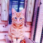 Valley Lodge Cattery