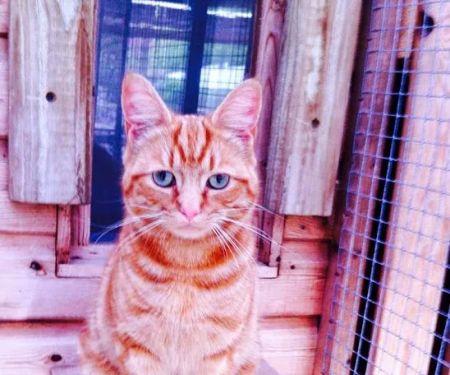 Valley Lodge Cattery