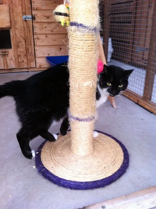 Valley Lodge Cattery Picture 3