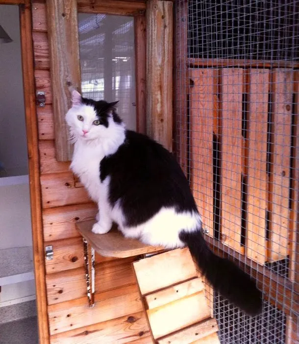 Valley Lodge Cattery Picture 9