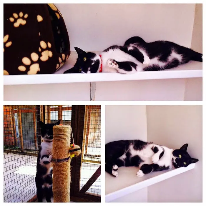 Valley Lodge Cattery Picture 8
