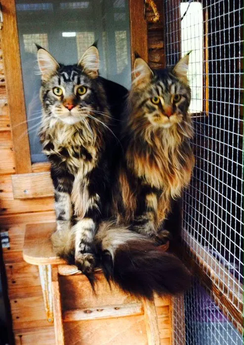 Valley Lodge Cattery Picture 5