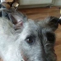 The Town Vets ico