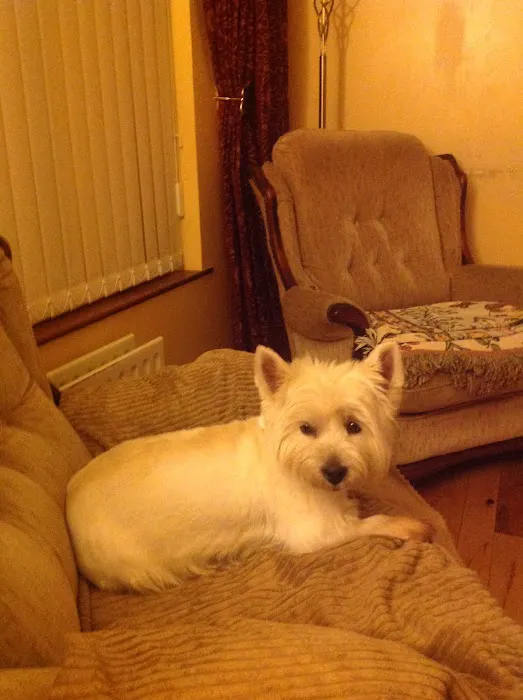 The Town Vets Picture 7
