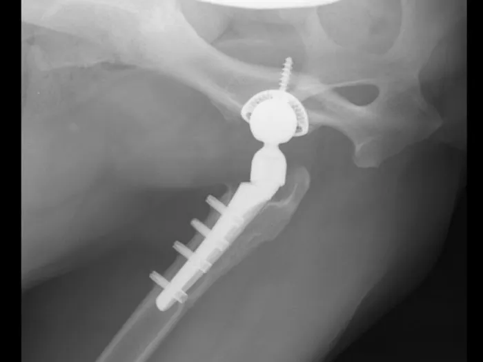 VetOrtho Referrals Picture 9