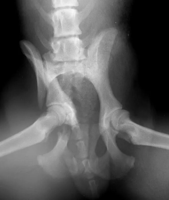 VetOrtho Referrals Picture 8