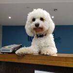 Lurgan Veterinary Clinic
