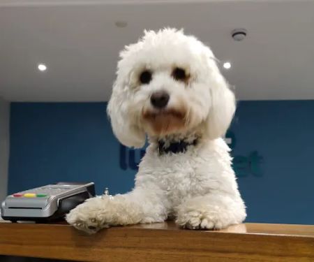 Lurgan Veterinary Clinic