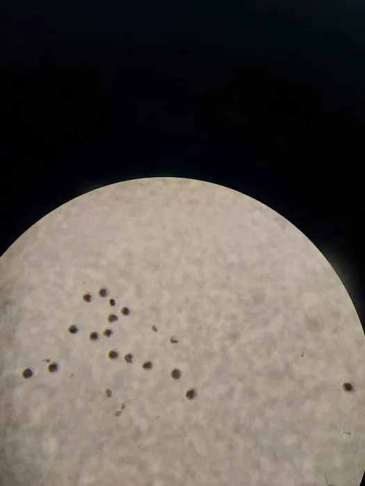Taurus Herd Health Picture 2
