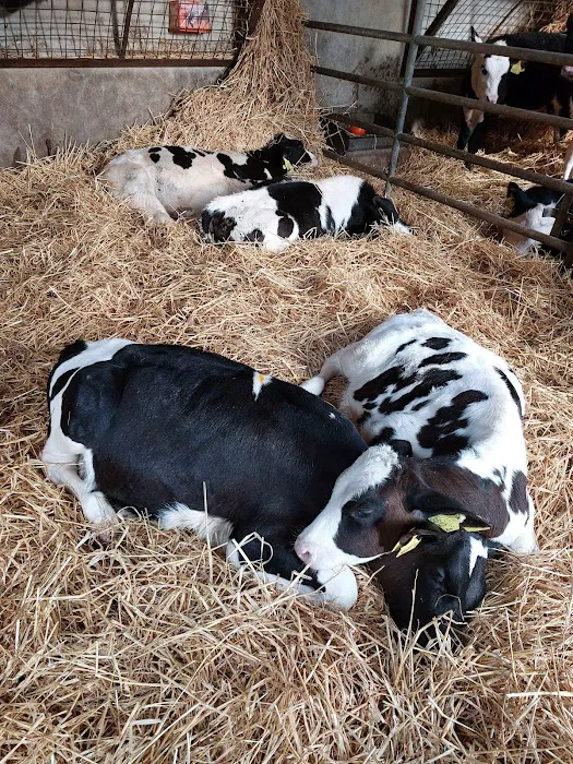 Taurus Herd Health Picture 1
