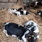 Taurus Herd Health