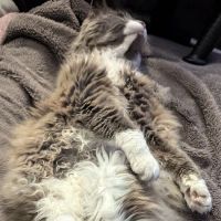 Banbridge Pet Vets ico