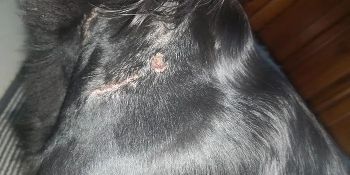 Iveagh Vets Picture 4