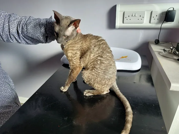 Affinity Veterinary Clinic Picture 6