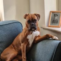 Lake View Veterinary Centre ico