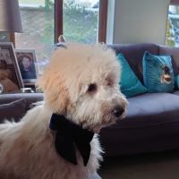 Flynn Vets Ballynahinch ico