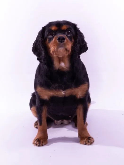 Lisburn Veterinary Clinic Picture 1