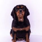 Lisburn Veterinary Clinic