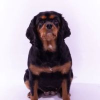 Lisburn Veterinary Clinic ico