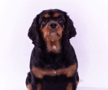 Lisburn Veterinary Clinic
