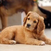 Churchfield Veterinary Centre ico