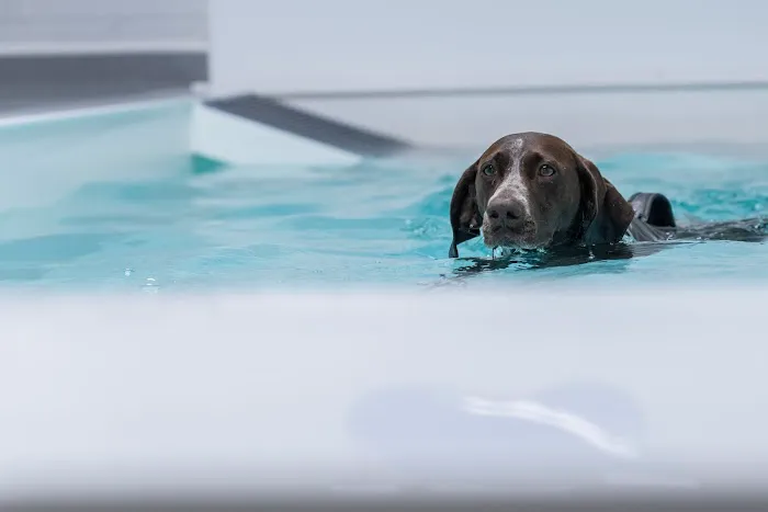 Aquapaws Canine Hydrotherapy & Fun Swim Picture 2