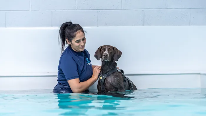 Aquapaws Canine Hydrotherapy & Fun Swim Picture 3