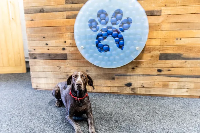 Aquapaws Canine Hydrotherapy & Fun Swim Picture 6