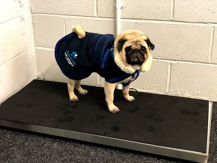 Aquapaws Canine Hydrotherapy & Fun Swim Picture 10