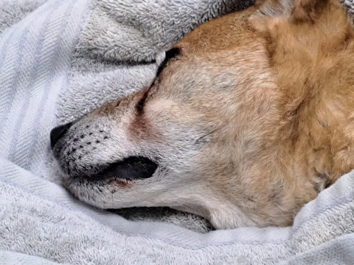Animal Trust Vets CIC with 24/7 Pet A&E - Barnsley Picture 4