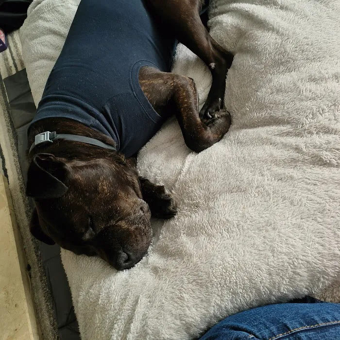 Animal Trust Vets CIC with 24/7 Pet A&E - Barnsley Picture 6