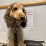 Vets For Pets Barnsley 24/7 Hospital