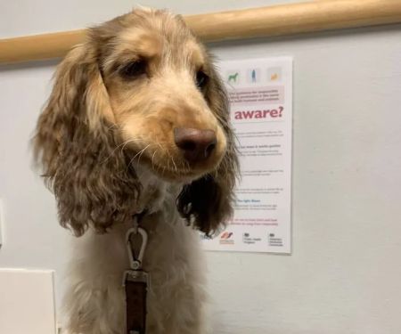Vets For Pets Barnsley 24/7 Hospital