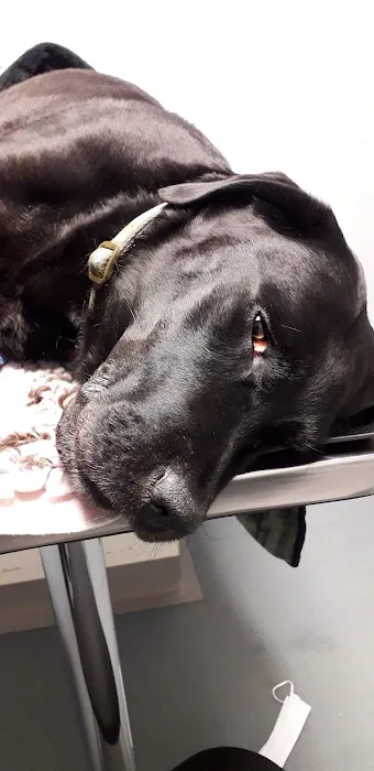 Vets For Pets Barnsley 24/7 Hospital Picture 3