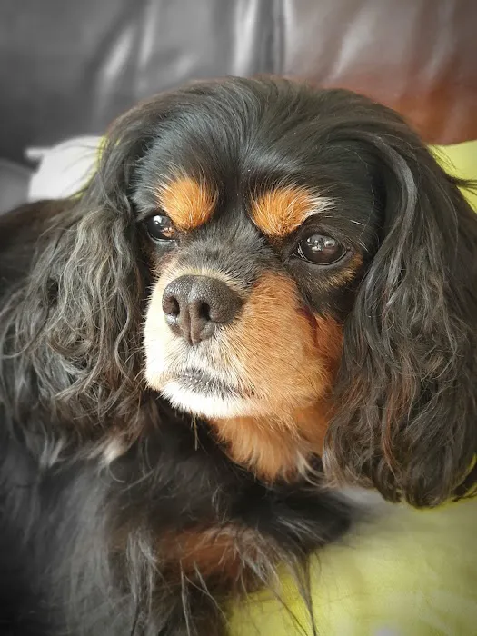 Vets For Pets Barnsley 24/7 Hospital Picture 7