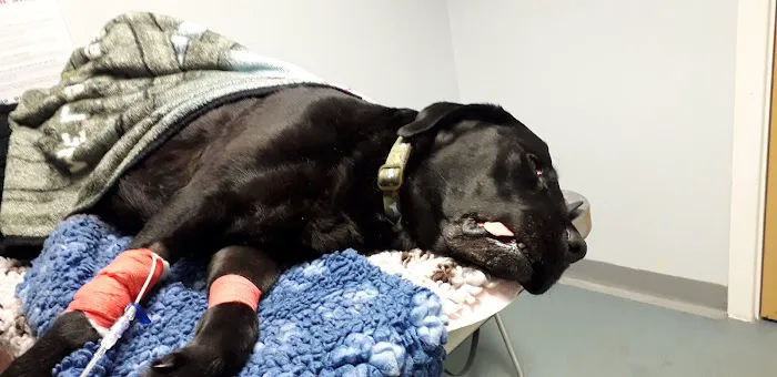 Vets For Pets Barnsley 24/7 Hospital Picture 8