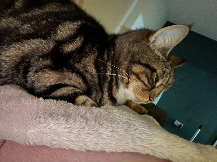 Vets For Pets Barnsley 24/7 Hospital Picture 9