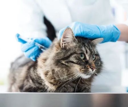 Abbey Vets