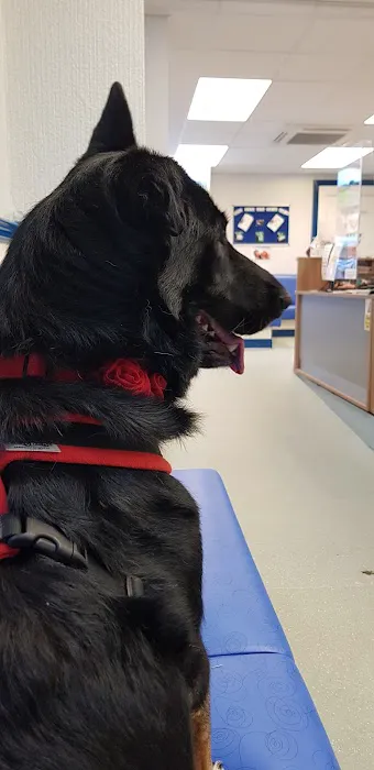 Abbey Vets Picture 5