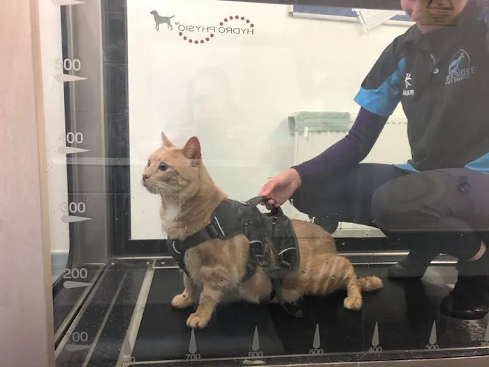 Abbey Vets Picture 8