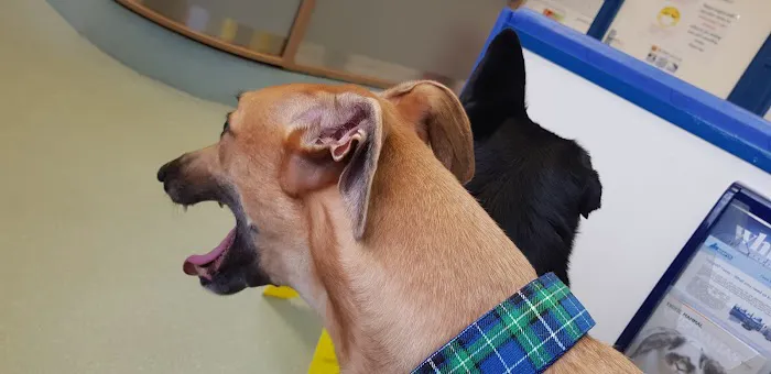 Abbey Vets Picture 10